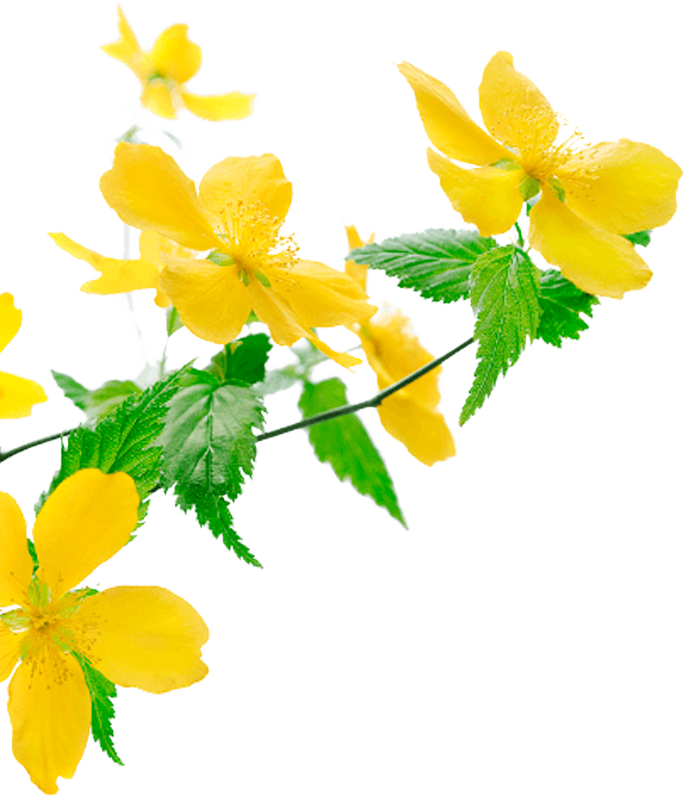 imagen-flor