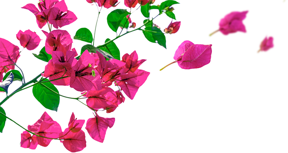 flores